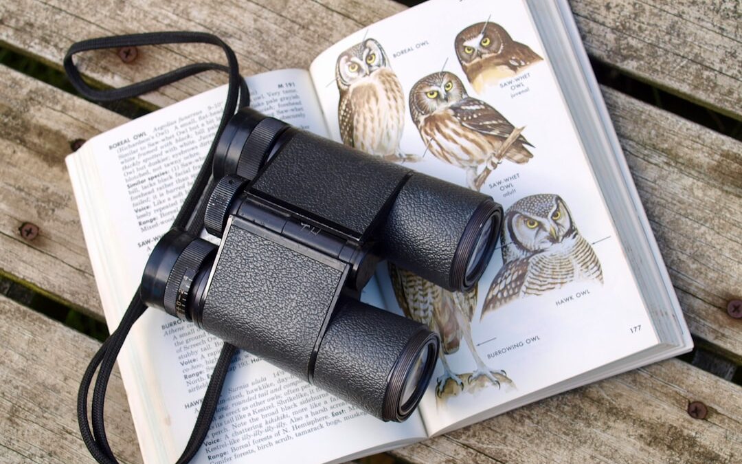 5 Easy Bird-Watching Spots Made for Retirement