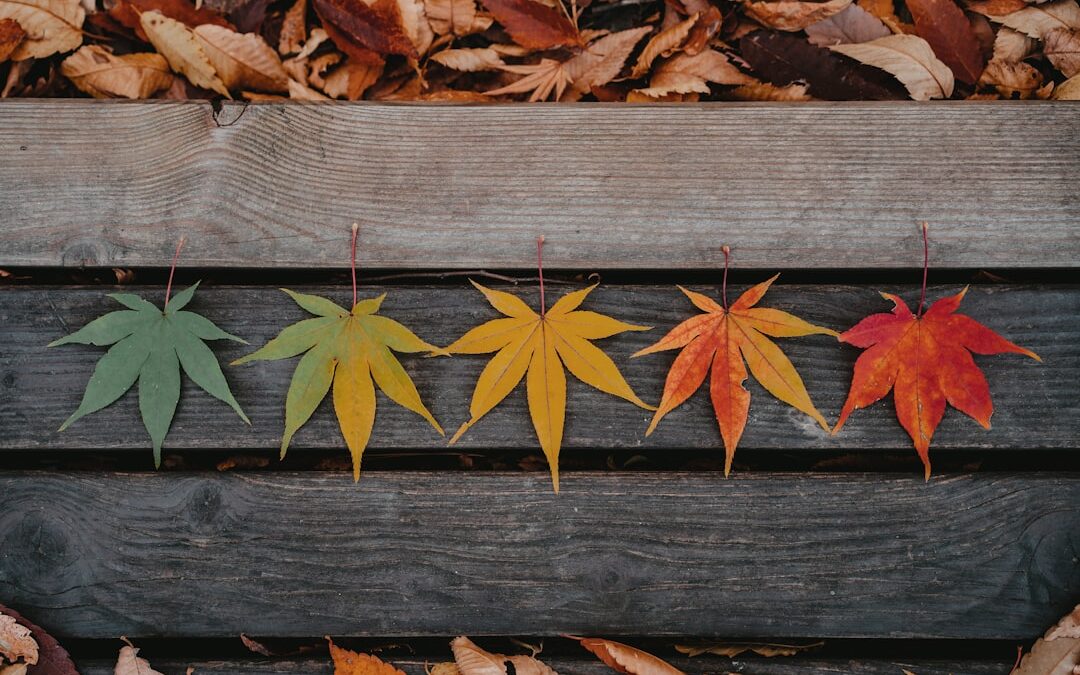 The Role of Nature in Memory