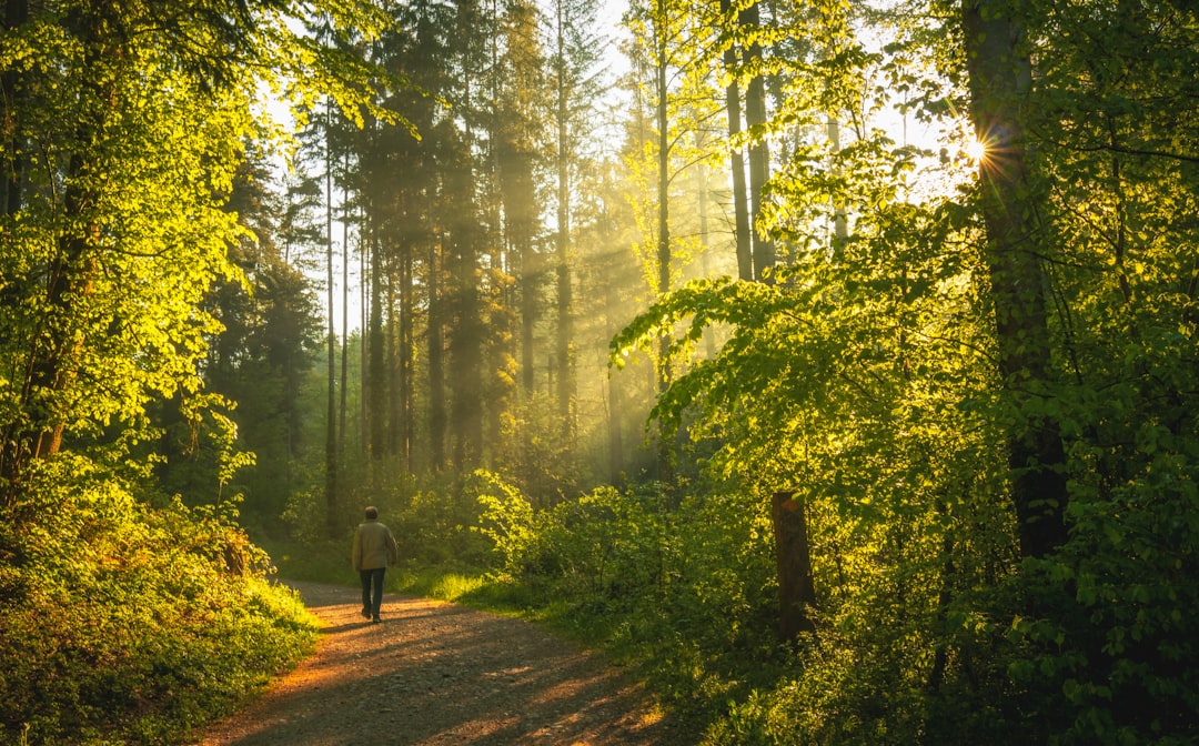 person in black jacket walking on pathway between green trees during daytime