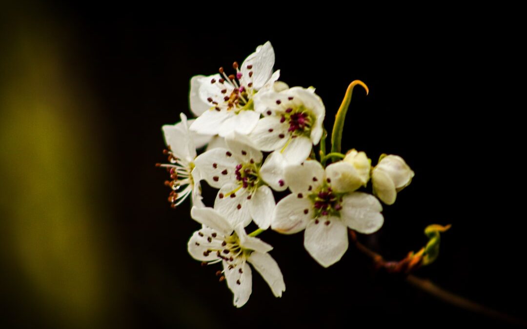 That Stinky Spring Tree: The Bradford Pear Explained