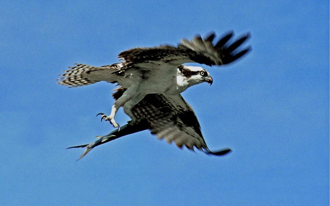 Nature’s Wildest Survival Tricks You’ve Never Heard Of