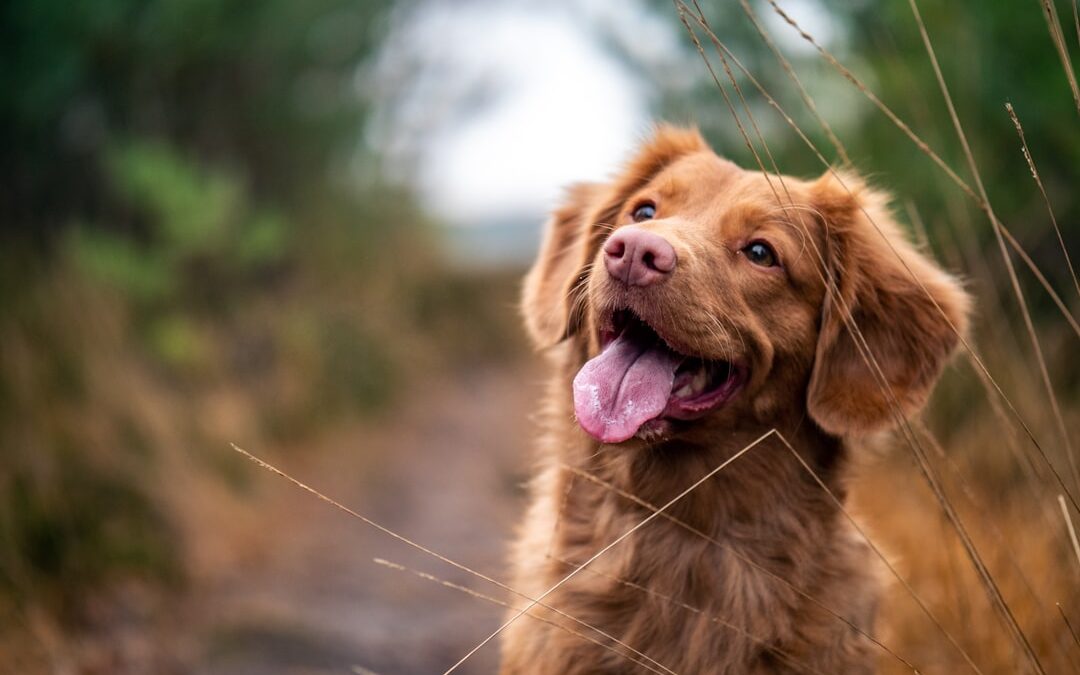 Tick Bites and Pets: What Every Dog and Cat Owner Should Know
