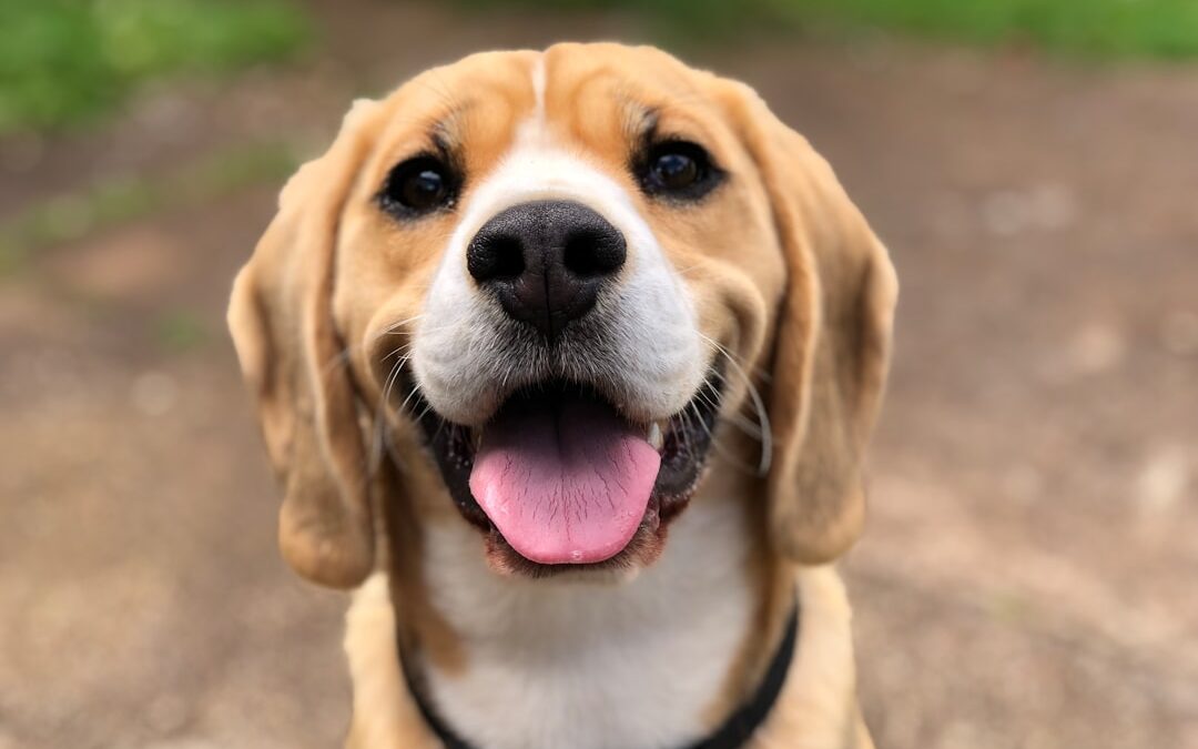 Is Your Dog Hiding Pain? Signs to Watch For