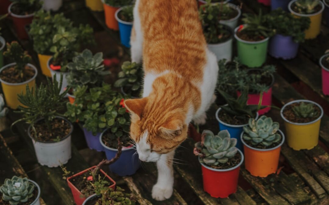 Succulents and Cats: What Every Cat Owner Should Know