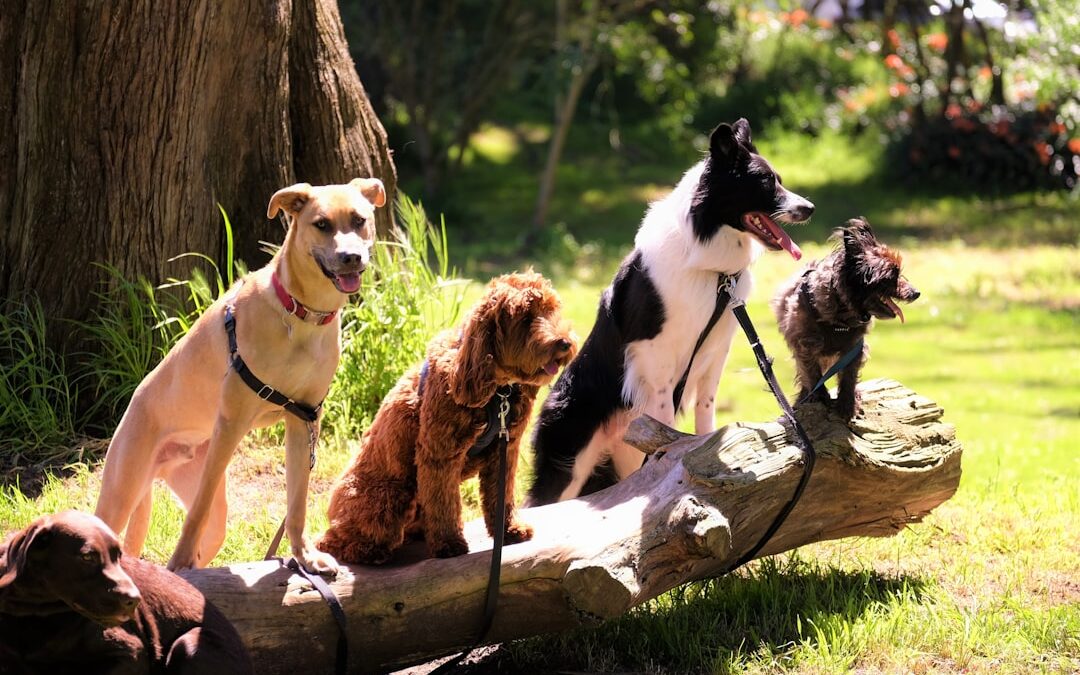 In-Home Dog Boarding: Is It Right for Your Dog?