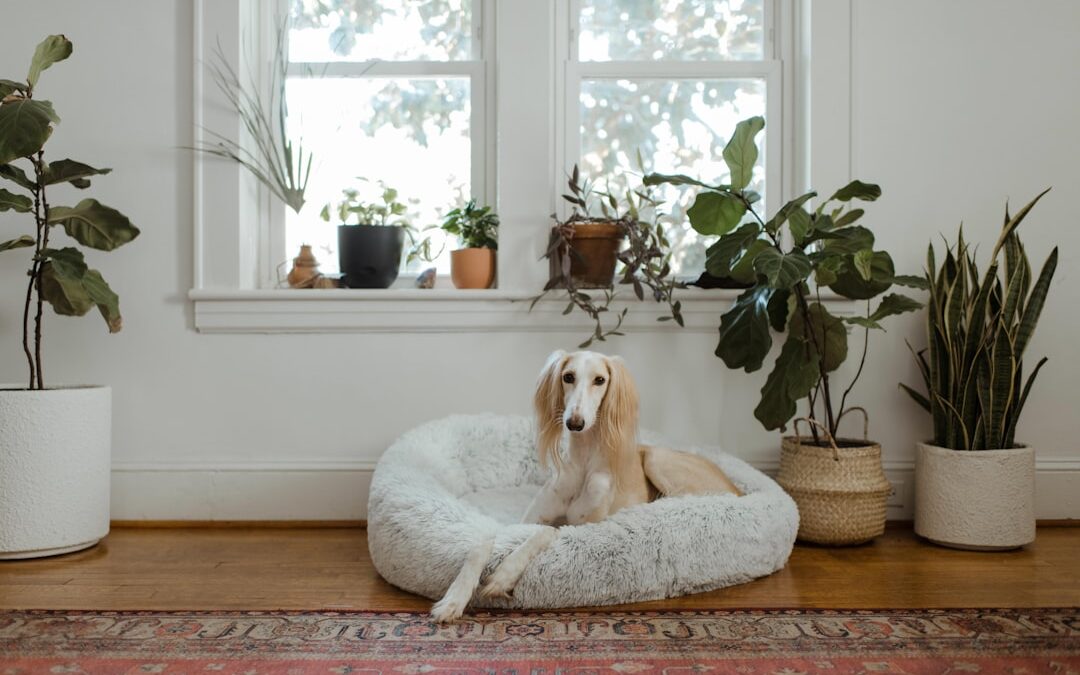 Where Dog Smell Hides and How to Find It