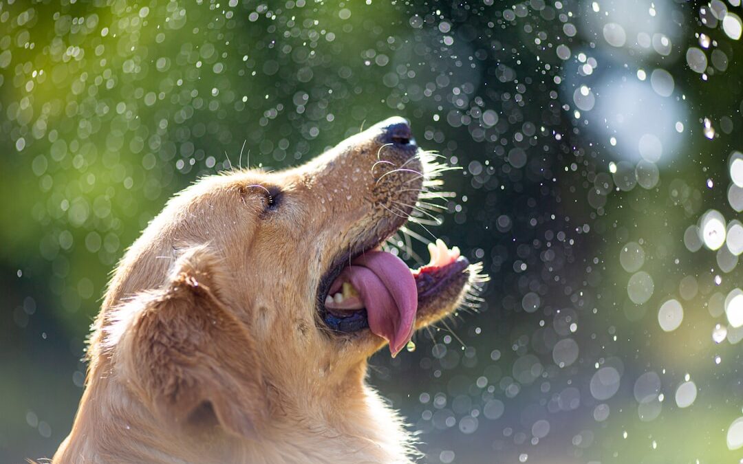 Keep Your Dog Safe in the Heat Without AC