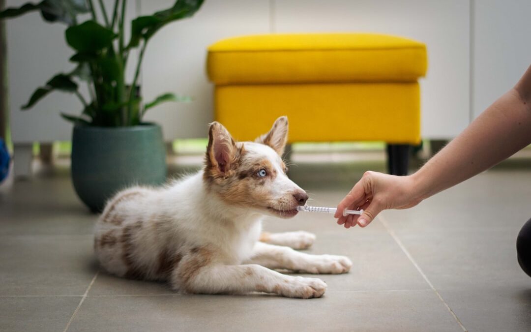 Pet Care Costs Are Rising Fast: What Boomers Should Know