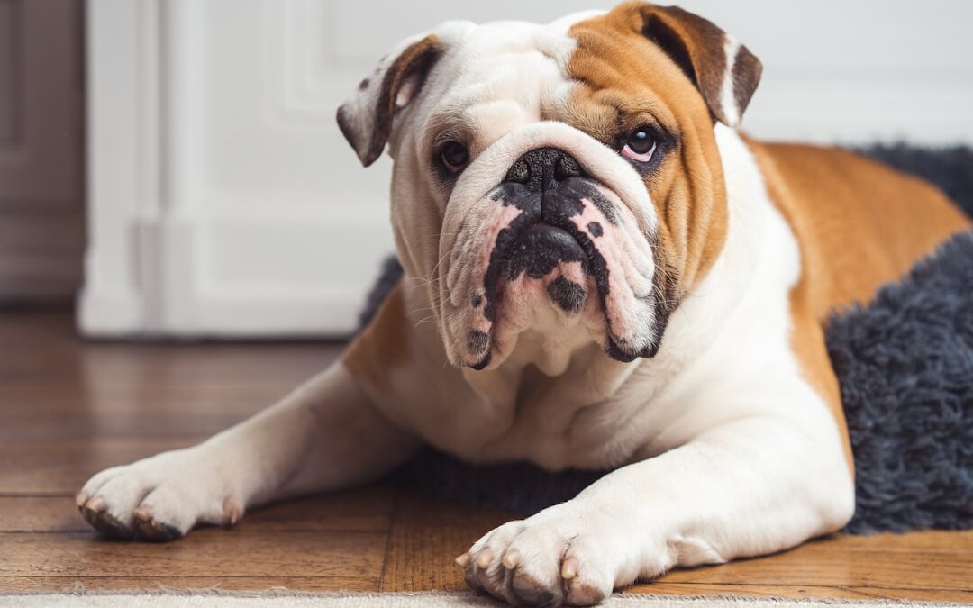 Is Your Dog Slowing Down? Signs to Watch For