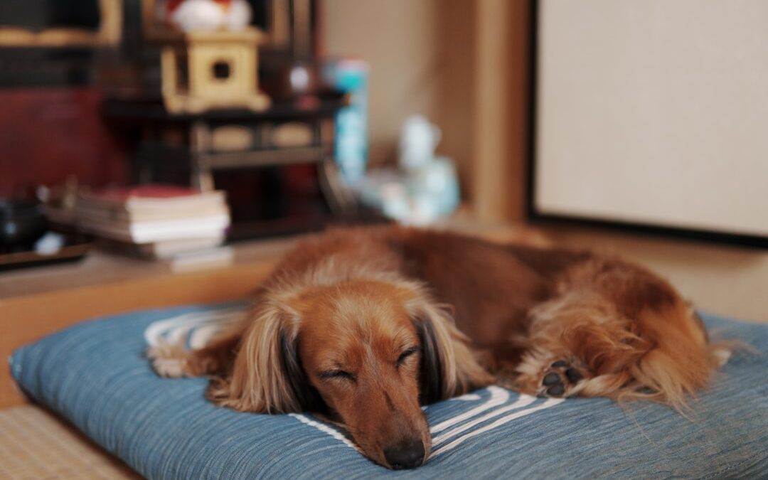 Is Your Dog Sleeping Too Much? What to Watch For