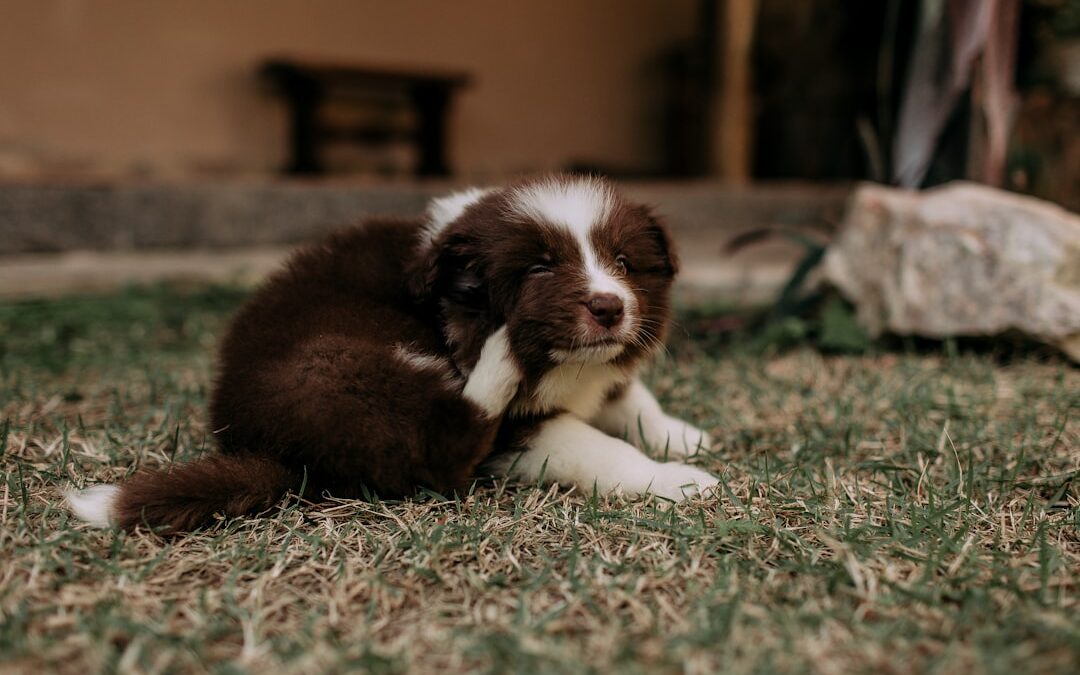 Puppy Got Fleas or Ticks? Here’s What to Do