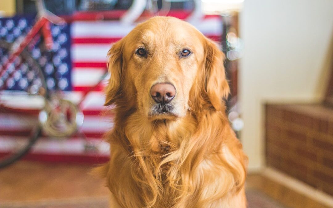 The Dog on the Plane Who Sensed a Heart Problem