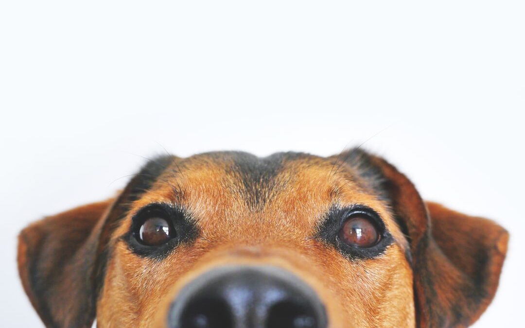 5 Amazing Facts About Your Dog’s Nose