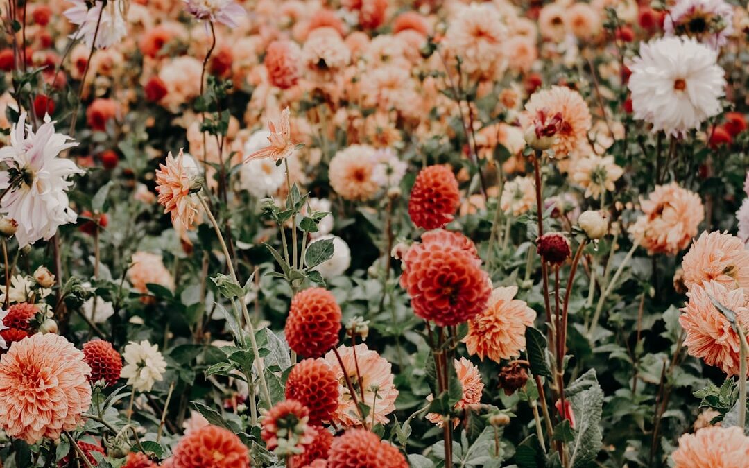 Plant These 8 Flowers Now for a Beautiful Fall Garden