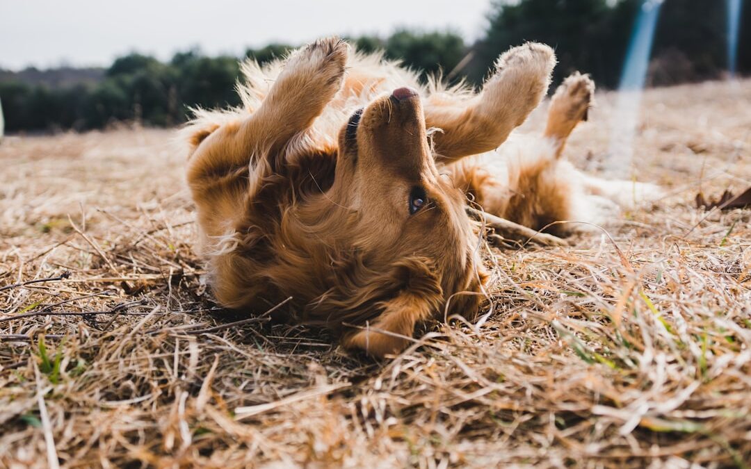 5 Signs Your Dog Might Have Fleas Right Now