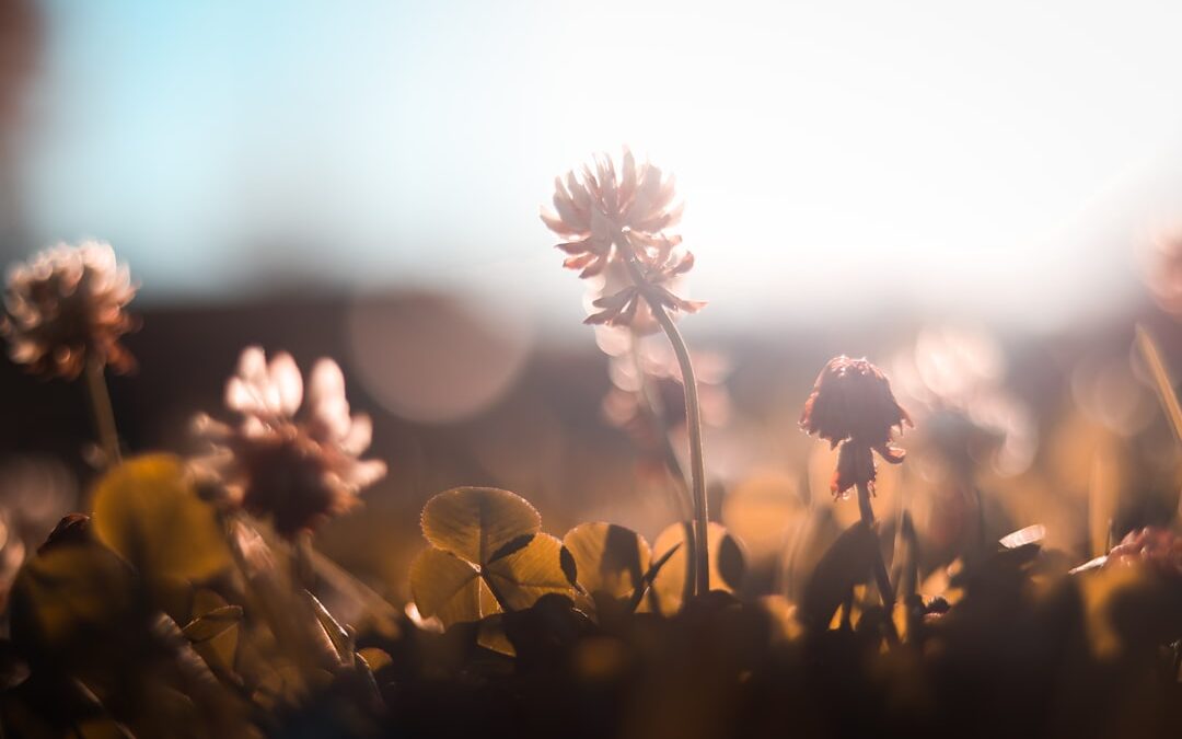 What Early Morning Light Does to Mood