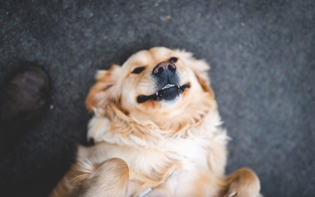 Good News: America’s Dogs Are Healthier Than Ever