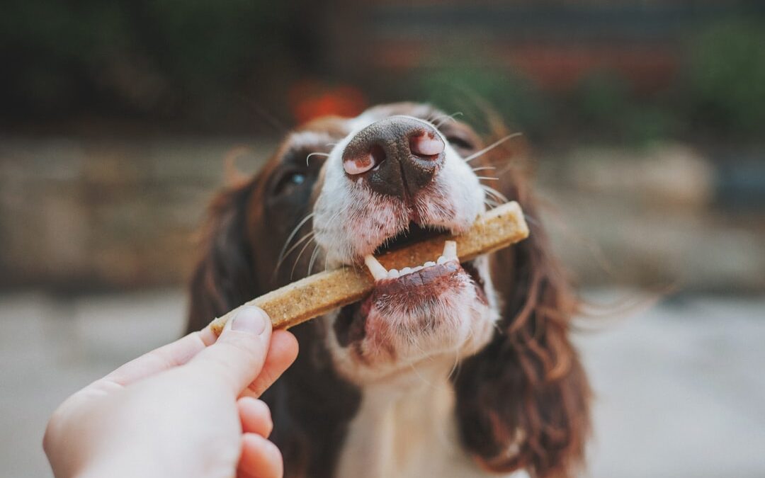 Your Dog’s Dental Health Matters More Than You Think