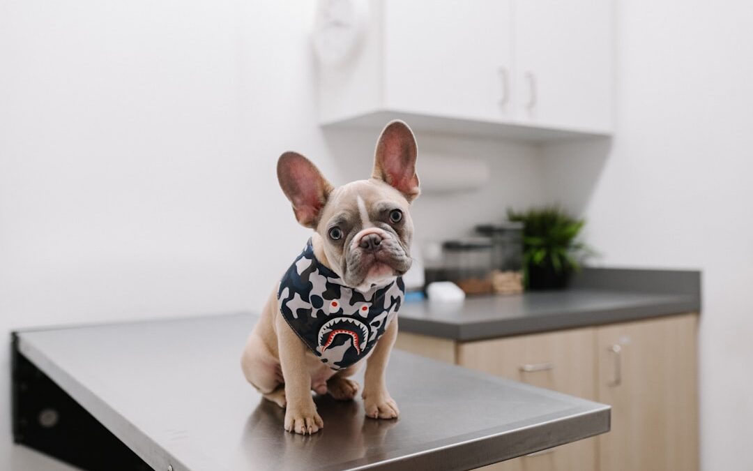 High Blood Pressure in Dogs: What Every Owner Should Know