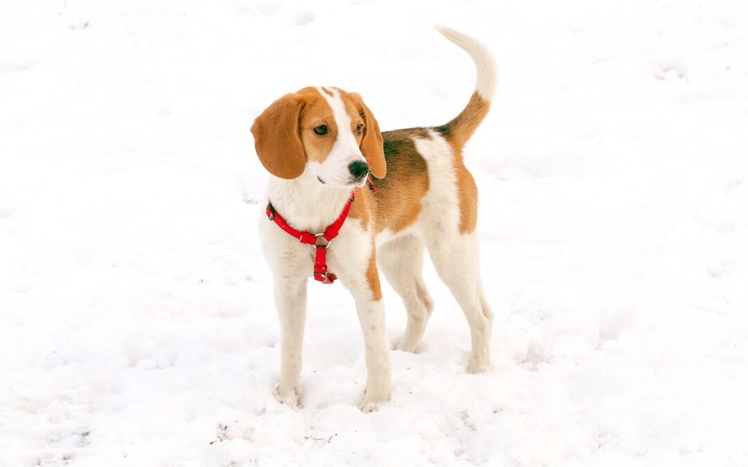 What a Dog’s Wagging Tail Is Really Telling You