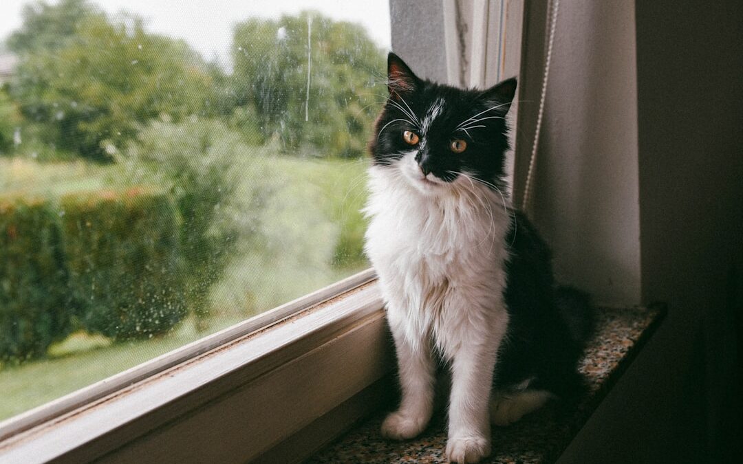 The Cat Who Lived to 38: One Owner’s Secrets