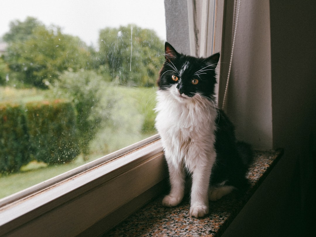 a black and white cat sitting on a window sill