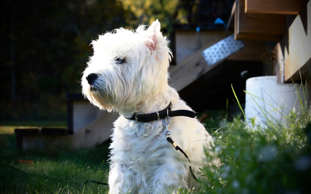 West Highland White Terrier: 8 Fun Facts to Know