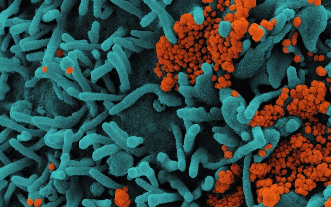 Why Fiber Protects Your Gut Lining and What Happens Without It