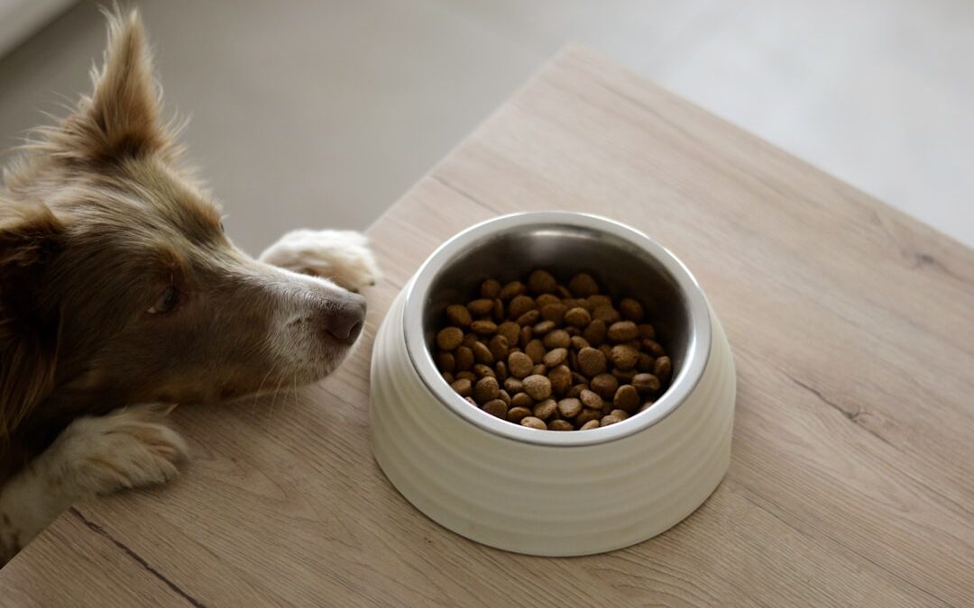 Automatic Dog Feeders: Are They Right for Your Pet?