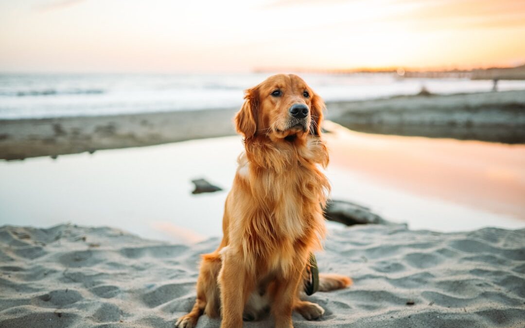 Your Dog Knows When You’re Stressed