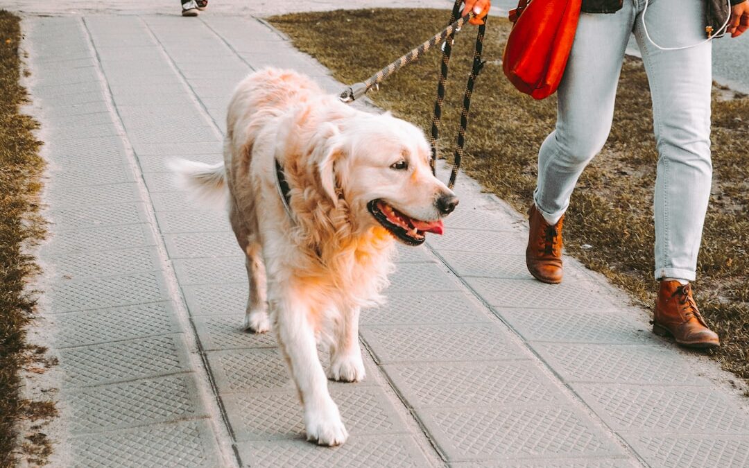 Are You Walking Your Dog the Right Way?