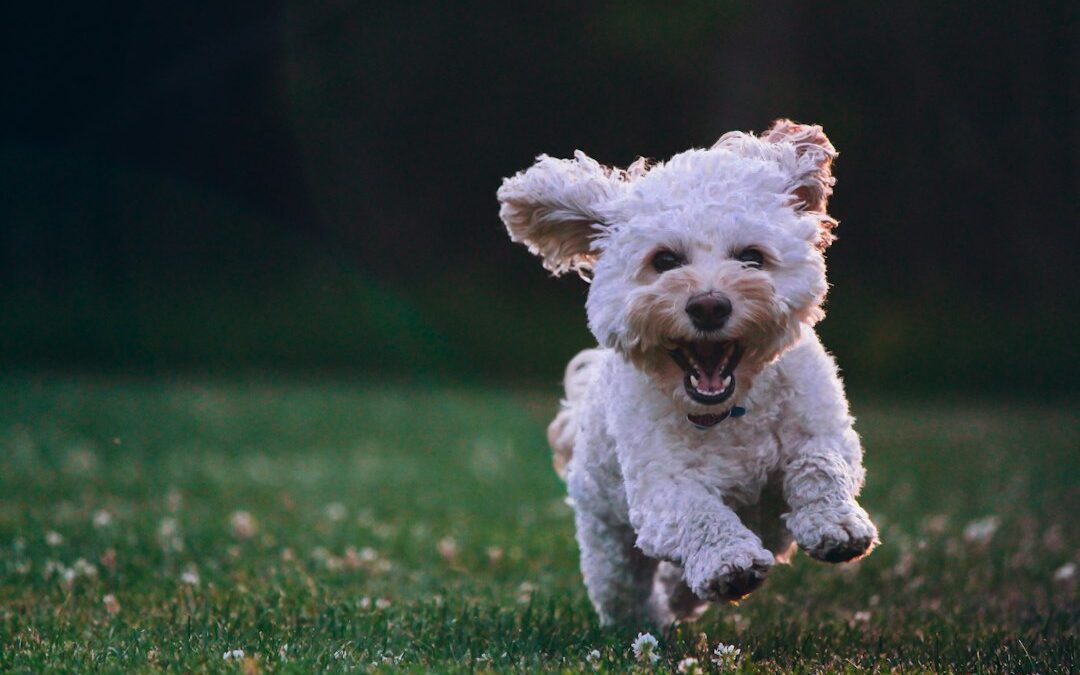Why Dogs Get the Zoomies (And What It Really Means)