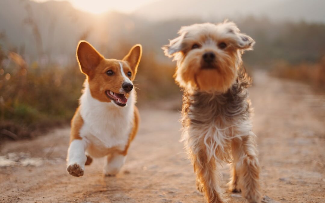Best U.S. Cities for Renting with a Pet in 2026