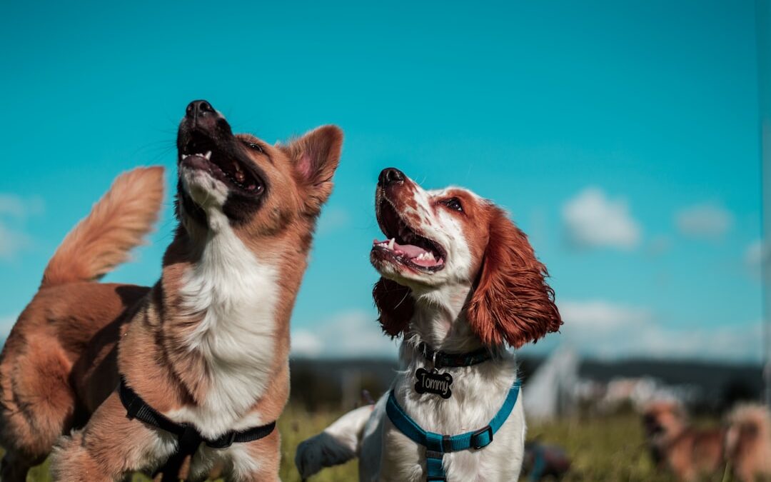 Why Dog Parks Are Good for You, Not Just Your Dog