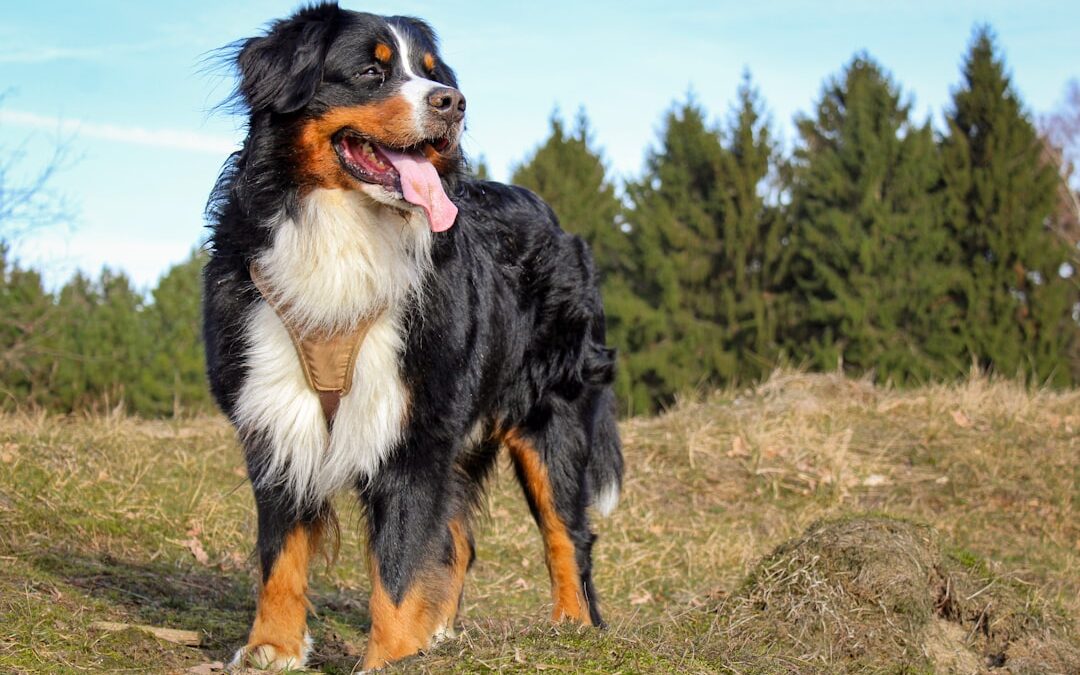 Can Big and Small Dogs Play Together Safely?