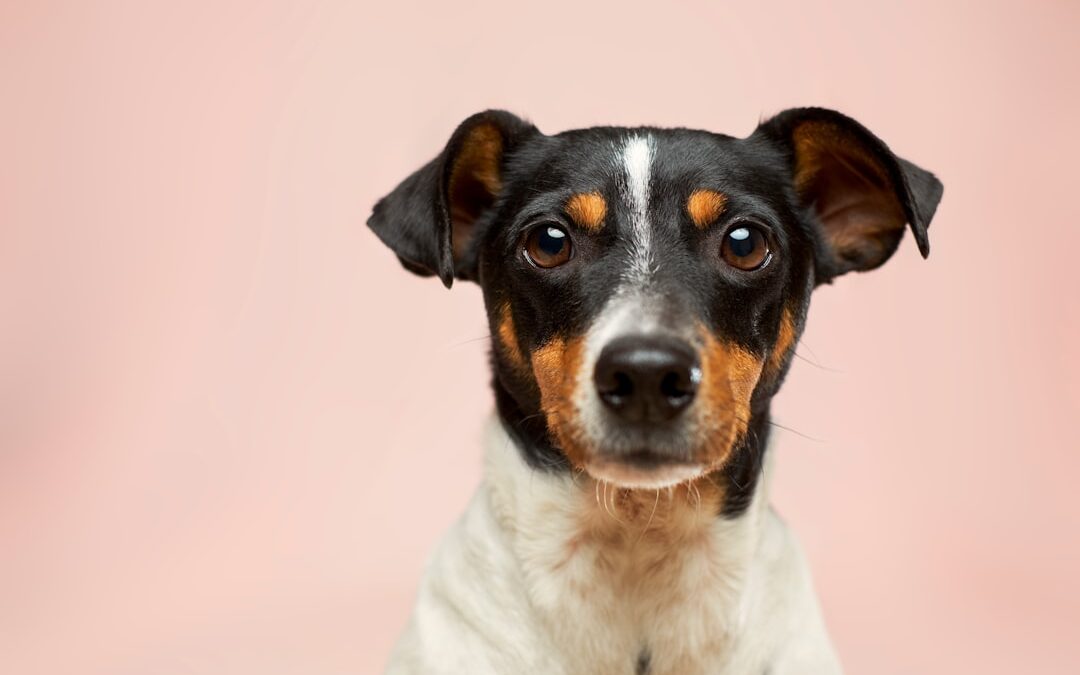 When Your Dog Is the Reason You Won’t Get Help