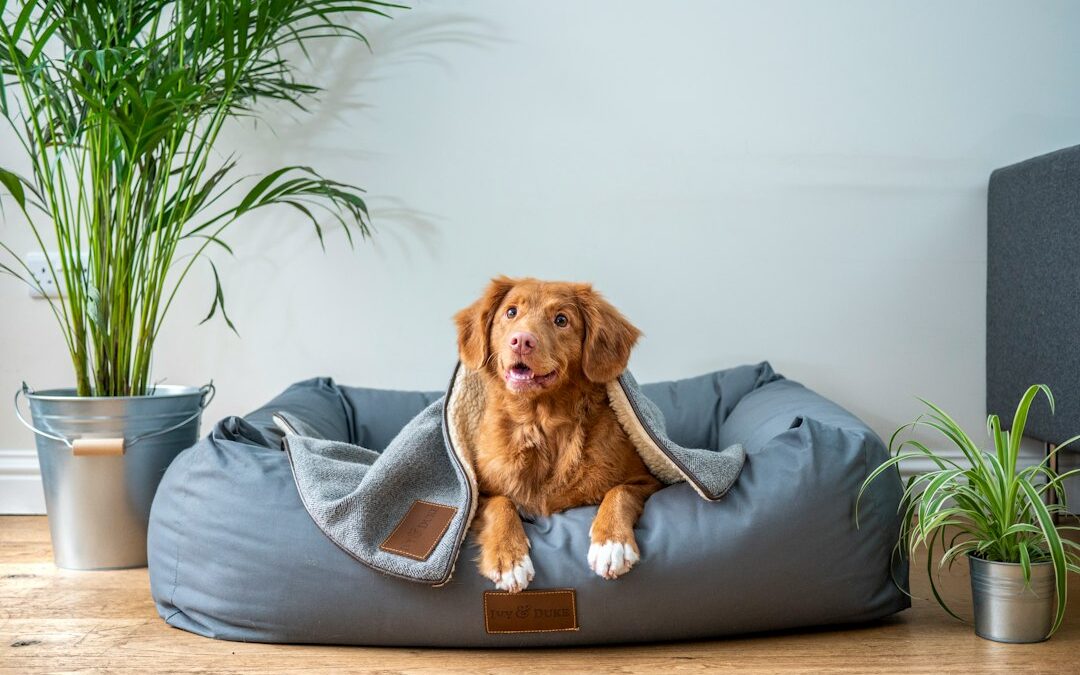 Does Your Dog Need Their Own Bed?