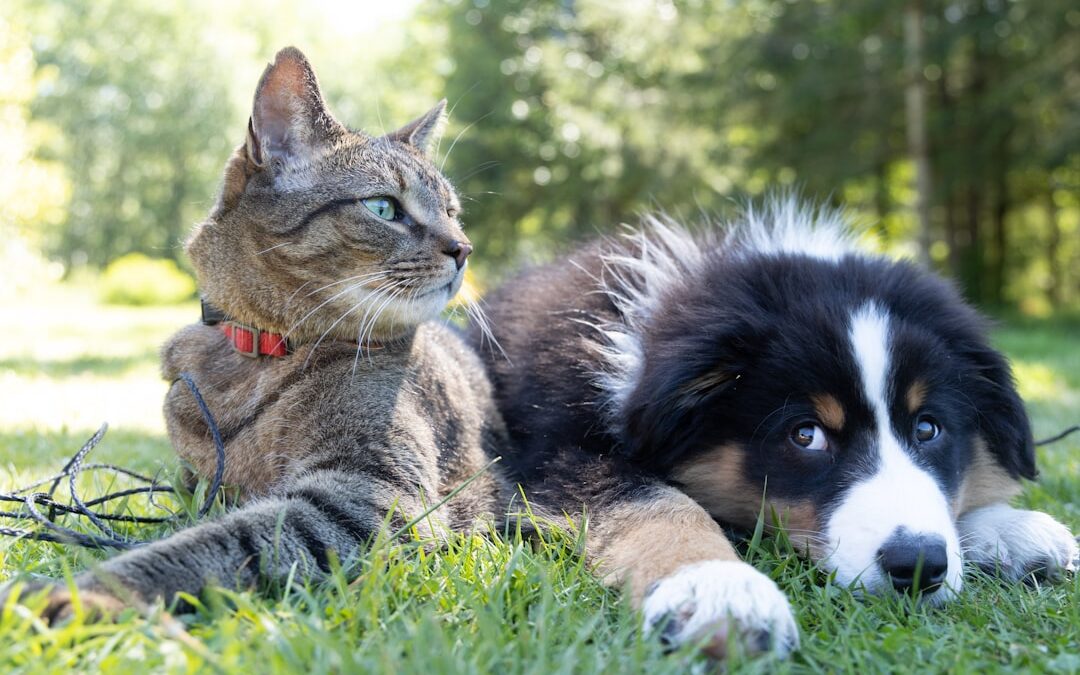 Do Pets Make Retirement Better? New Research Says Yes