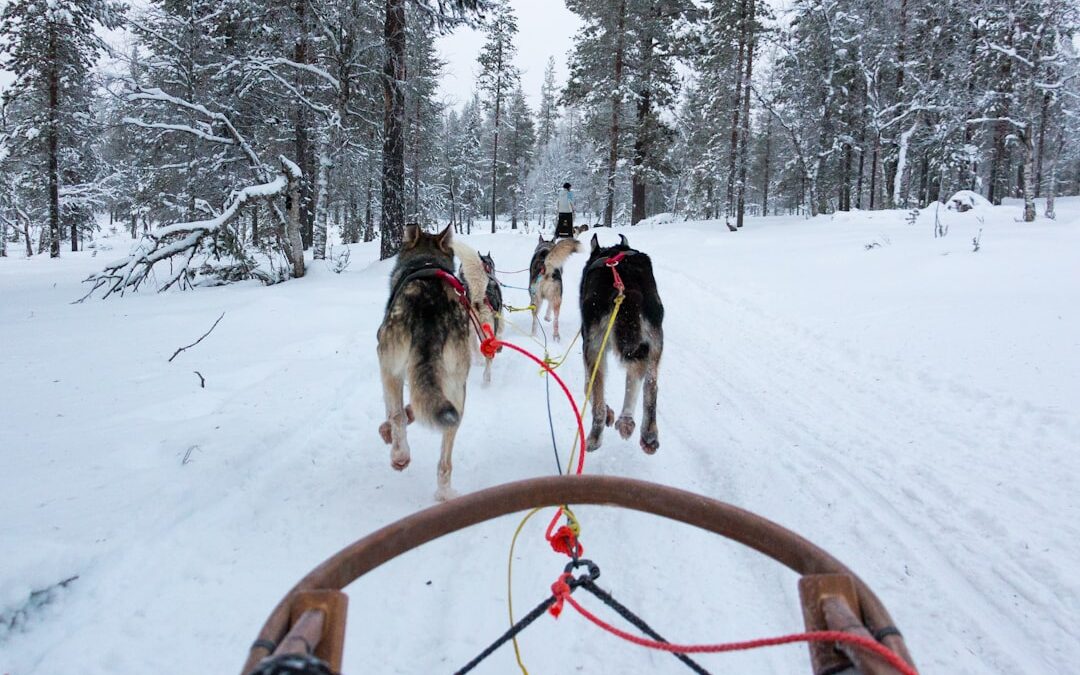The Chinook: America’s Rarest Sled Dog Has a Story