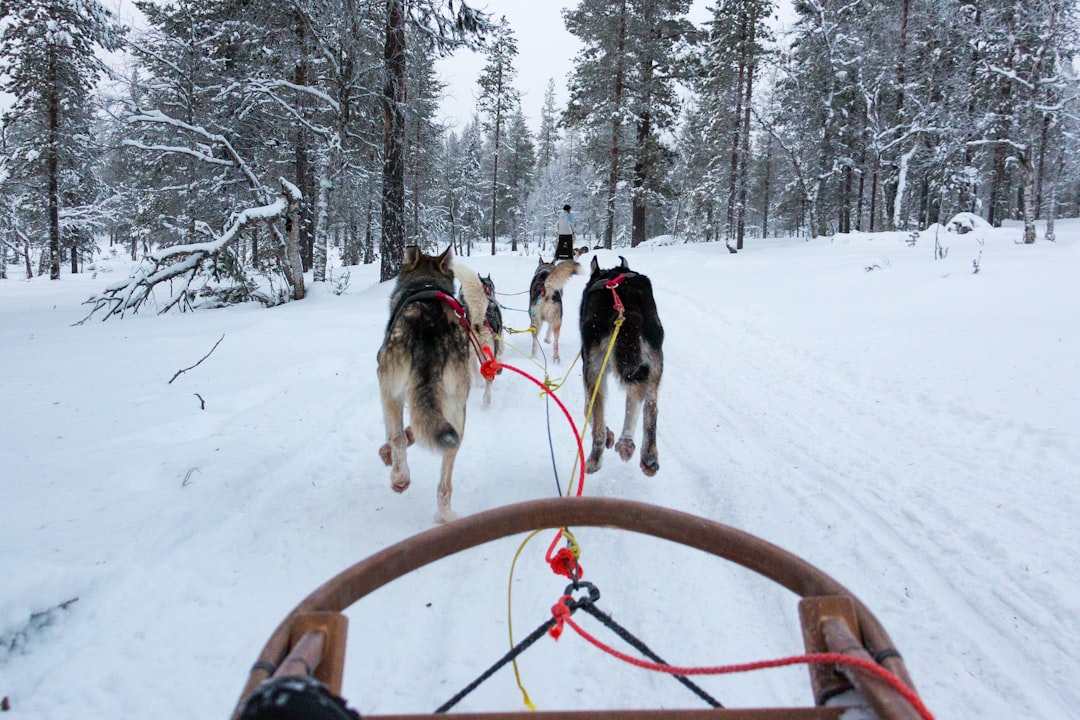 a group of horses on a snowy road