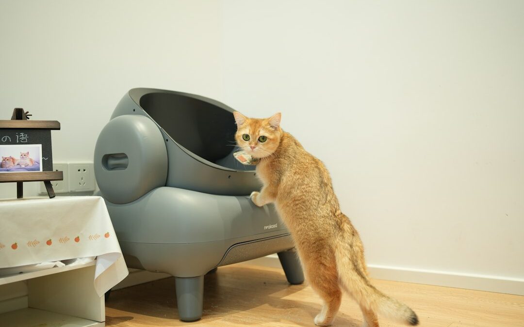 Cat Litter Box Tips Your Cat Wishes You Knew