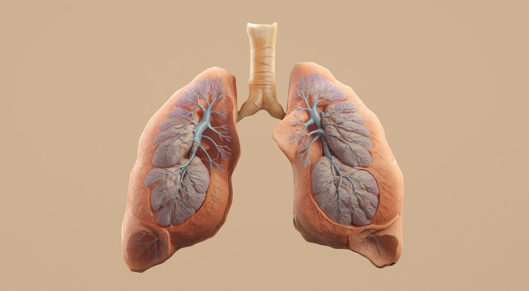 Human lungs with visible bronchial tubes and tissue on a beige background