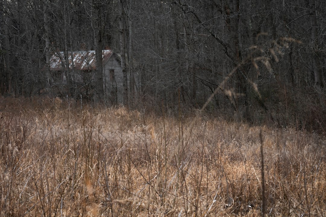Abandoned house in a dark, overgrown forest